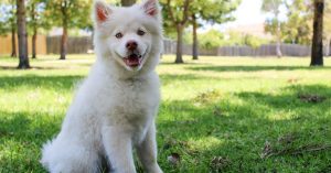 Er du på udkig efter kvalitetsudstyr til din hund eller kat?